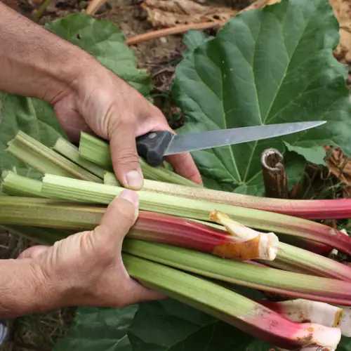 difference between forced and outdoor rhubarb