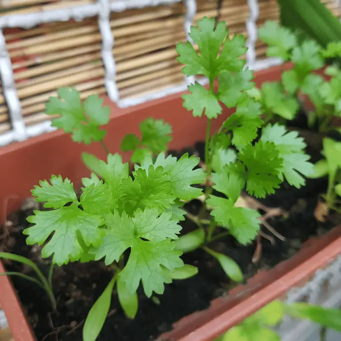 fresh parsley in pot for garlic butter