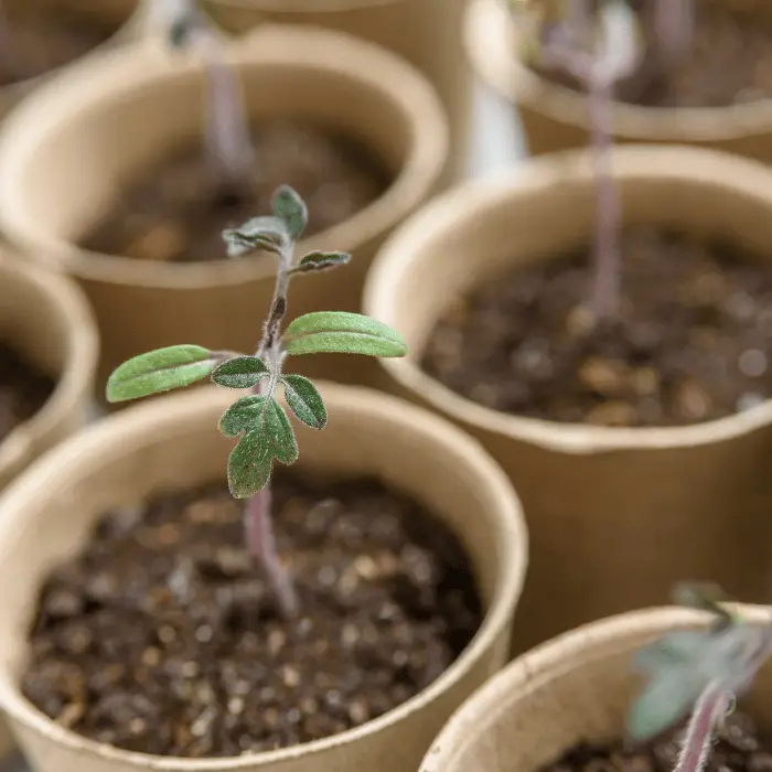 tomato seed growing in small pot