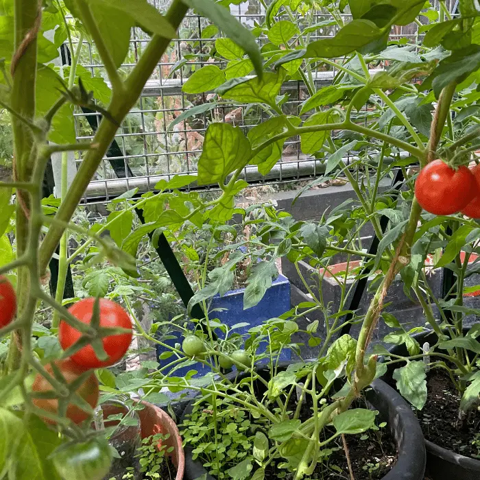 tomato plant in greenhouse uk