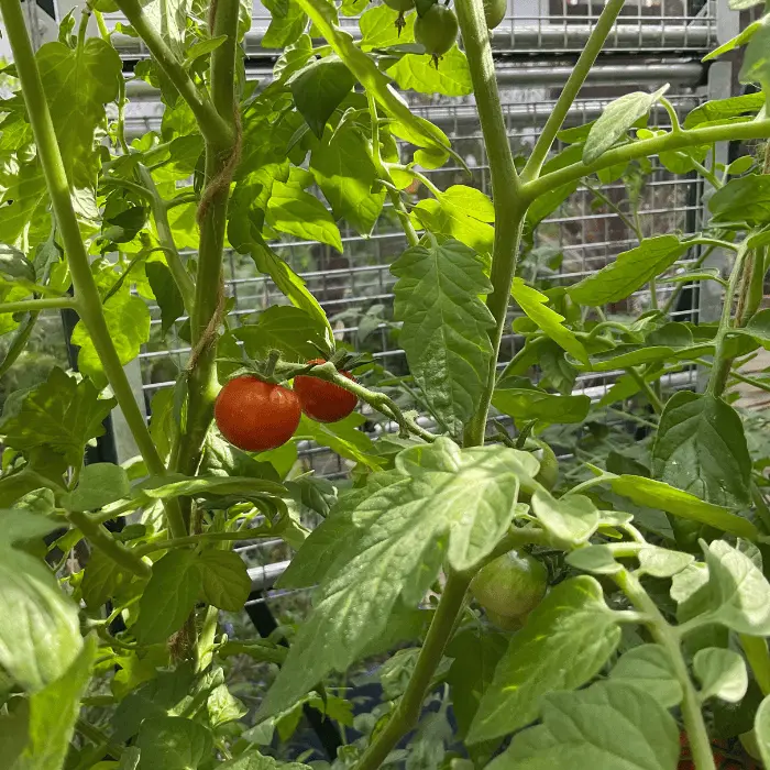 cherry tomato plants in greenhouse uk