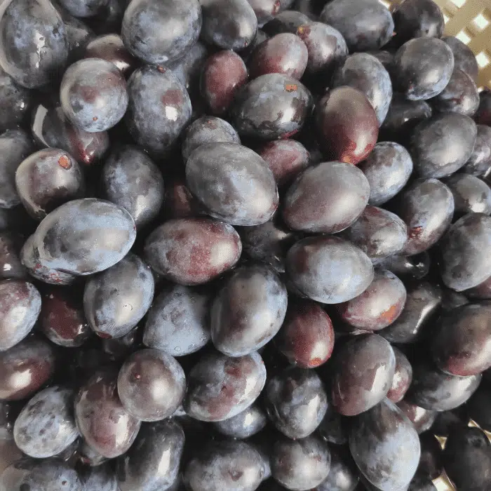 damsons ready for jam making
