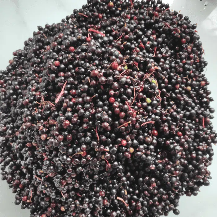 picked elderberries uk
