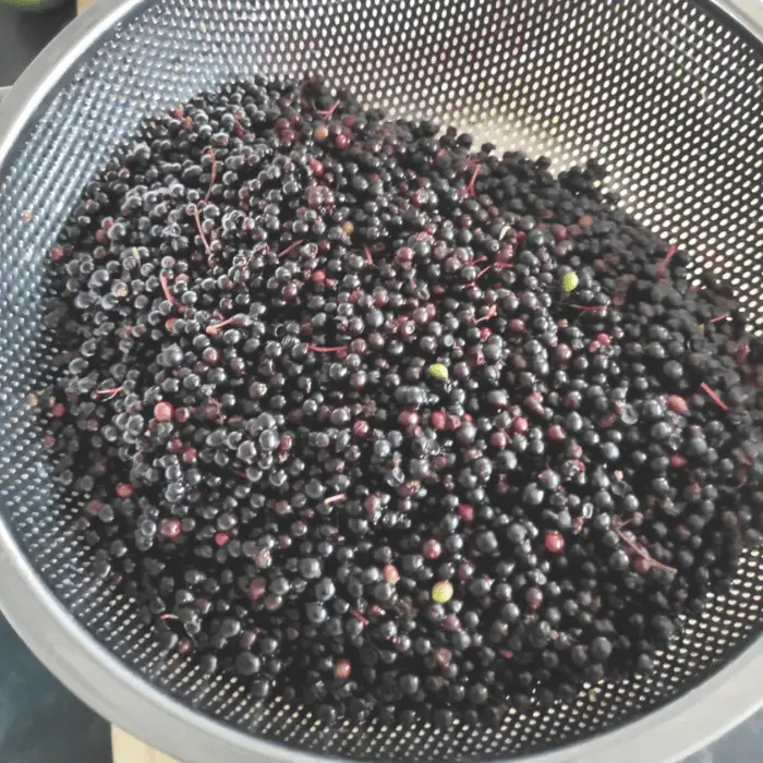 elderberries washed and trimmed for jam making