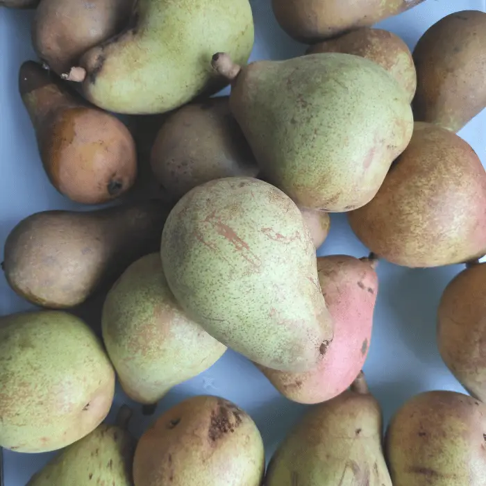 pears for jarring and storing