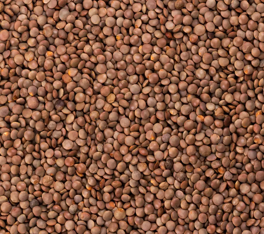 Brown lentils 