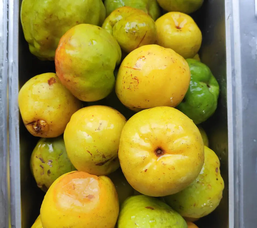 quinces fruit uk