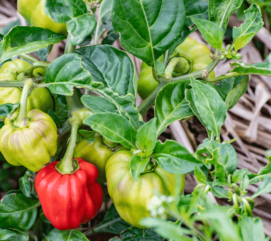 hot scotch bonnet peppers what are the substitutes