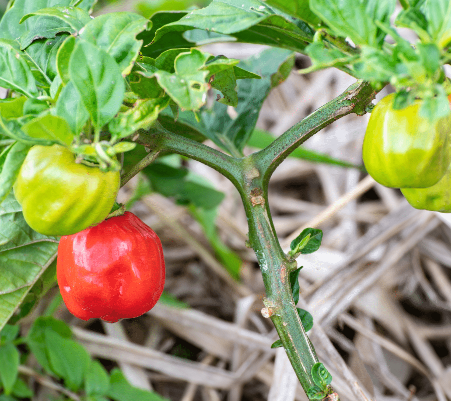 scotch bonnet peppers