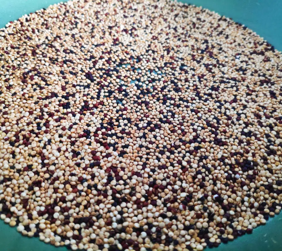 puffed quinoa popped in a frying pan